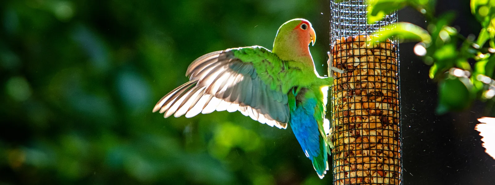 Year Round Bird Care